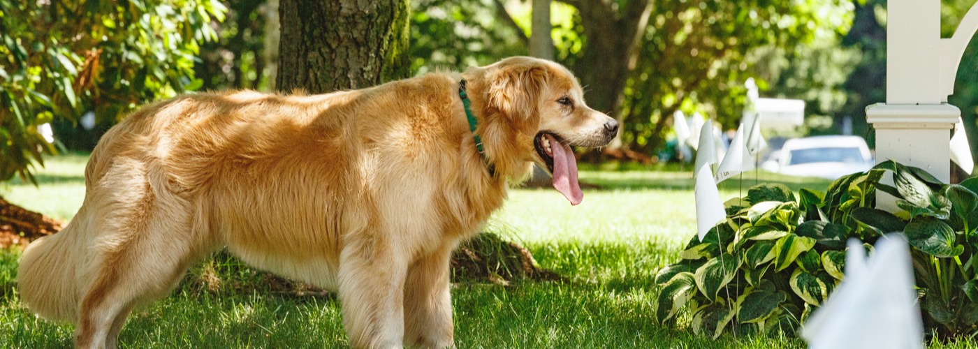 DogWatch of Northern Florida, Havana, Florida | Outdoor Hidden Dog Fences Slider Image